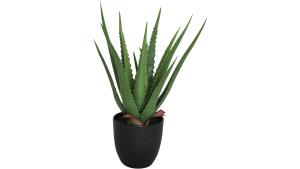 Viridis Aloe vera planta 1 PACK, en produkt av hög kvalitet till bra pris från Ulfåsa möbler