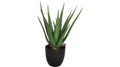 Viridis Aloe vera planta 1 PACK, en produkt av hög kvalitet till bra pris från Ulfåsa möbler