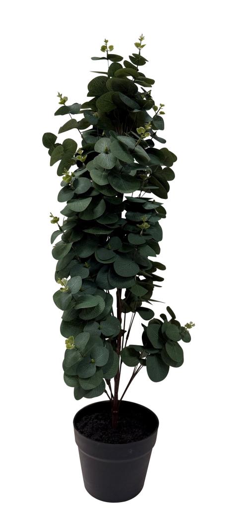 VIRIDIS Eucalyptus planta i kruka H78, en produkt av hög kvalitet till bra pris från Ulfåsa möbler