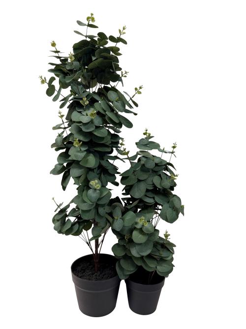 VIRIDIS Eucalyptus planta i kruka H78, en produkt av hög kvalitet till bra pris från Ulfåsa möbler