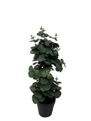 VIRIDIS Eucalyptus planta i kruka H54, en produkt av hög kvalitet till bra pris från Ulfåsa möbler