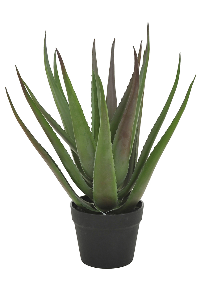 ALOVERAPLANTA , H50  , en produkt av hög kvalitet till bra pris från Ulfåsa möbler